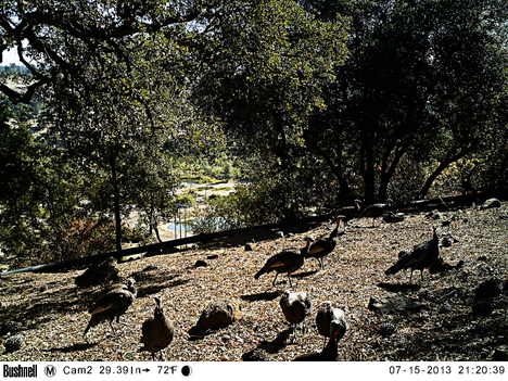 A Rafter of Wild Turkey; Photo by Bushnell Critter Cam