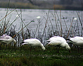 Snow Geese Grazing by Wolf Rosenberg