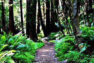 Limekiln State Park © Igor Karon