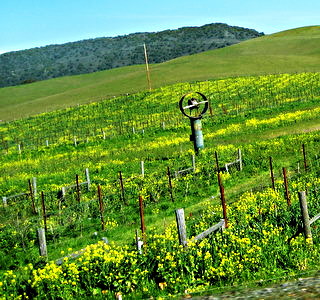 Sonoma Vineyard with Wind Machine