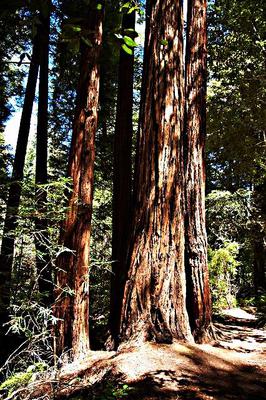 Redwood Forest