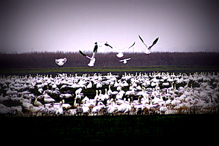 Snow Geese Settling Down; by Wolf Rosenberg