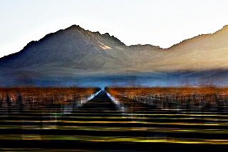 Sutter Buttes through an Orchard; CC Alan Grinberg