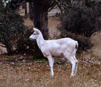 Trinity White Deer; CC Gary Robertson