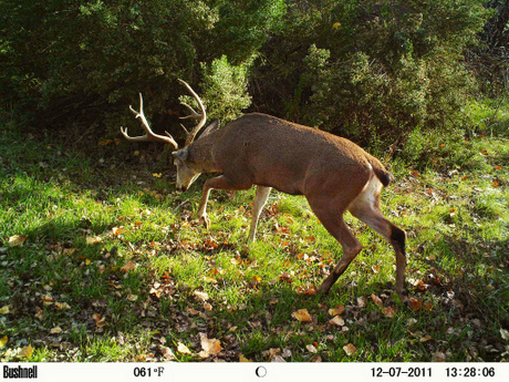 Black-tailed Deer Buck; (CC) U.S. Fish and Wildlife Service Headquarters