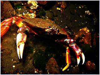 Dungeness Crab; (CC) Dan Hershman