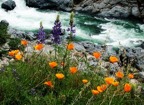 Nevada County Wildflowers; Photo courtesy of GoNevadaCounty.com