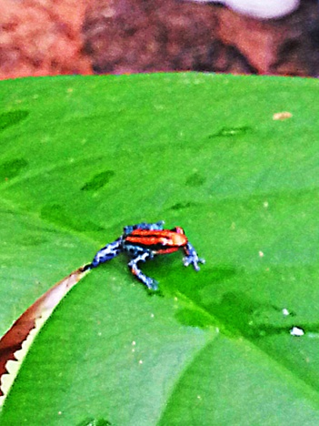 Poison Dart Frog of Peru; by Suzi Rosenberg