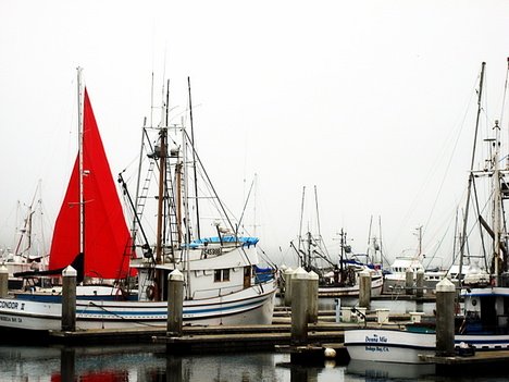 Spud Point Fishing Fleet; by Suzi Rosenberg