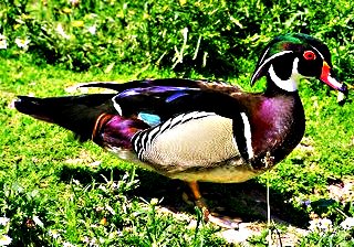Wood Duck; Photographer Unknown